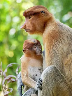 Nurture Prints: Mother proboscis monkey feeds her infant at Labuk Bay Proboscis Monkey Sanctuary in Sabah