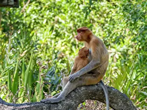 Cuddling Prints: Mother proboscis monkey feeds her infant at Labuk Bay Proboscis Monkey Sanctuary in Sabah