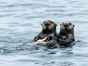 Three Animals Prints: A mother sea otter (Enhydra lutris) eating a Dungeness crab with her pup in the Inian