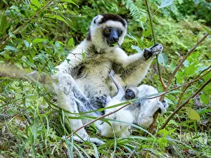 Time Prints: Mother Verreauxs sifaka and baby feeding in a bush in Madagascar's Isalo National Park during daylight hours