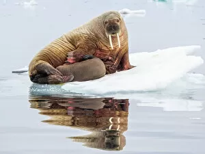 Tusk Gallery: Mother walrus (Odobenus rosmarus) with calf hauled out on an ice floe near Storoya, Svalbard