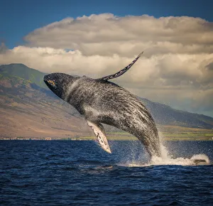 Mother whale fully breaches the water, Maui, Hawaii, United States of America, Pacific