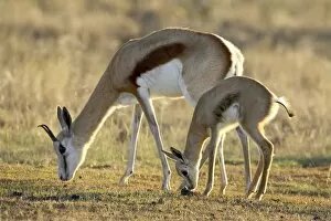 Mother and young springbok (Antidorcas marsupialis), Mountain Zebra National Park