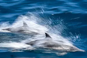 Motion blur of long-beaked common dolphins (Delphinus capensis), Puerto Gatos