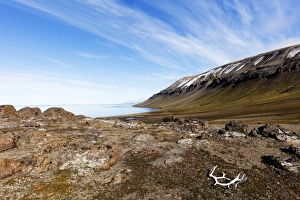 Antlers Prints: Moulted Reindeer antlers, Kapp Lee, Spitsbergen, Svalbard, Arctic, Norway, Europe