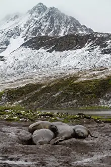 Georgia Prints: Moulting adult southern elephant seals on the beach with mountains in South Georgia