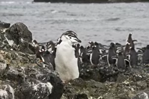 Moulting chinstrap penguin in foreground and gentoo penguins behind, Hannah Point