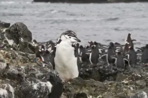South Shetlands Prints: Moulting chinstrap penguin in foreground and gentoo penguins behind, Hannah Point