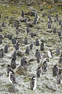 Moulting chinstrap penguins, Hannah Point, Livingstone Island, South Shetland Islands