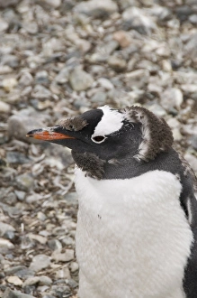 Moulting Gentoo penguin, Cuverville Island, Antarctic Peninsula, Antarctica Moulting Gentoo penguin, Cuverville Island, Antarctic Peninsula, Antarctica