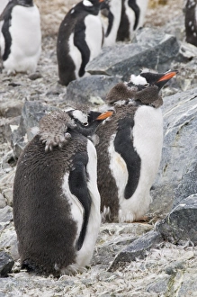 Moulting gentoo penguins, Cuverville Island, Antarctic Peninsula, Antarctica Moulting gentoo penguins, Cuverville Island, Antarctic Peninsula, Antarctica