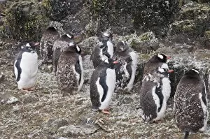 Moulting gentoo penguins, Hannah Point, Livingstone Island, South Shetland Islands