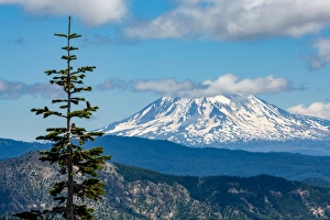 Cascade Range Prints: Mount Adams seen from Mount St