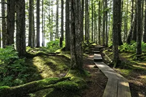 Mossy Prints: Mount Dewey trail, Wrangell, outback pioneer port and fishing community