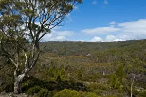 Images Dated 27th October 2008: Mount Field National Park, Tasmania, Australia, Pacific