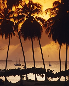 Tobago Prints: Mount Irvine Bay