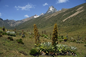 Mount Kenya