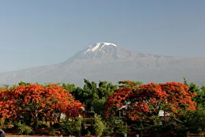 Images Dated 30th December 2007: Mount Kilimanjaro, Tanzania, East Africa, Africa