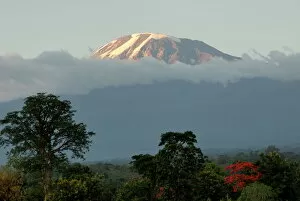 Images Dated 28th December 2007: Mount Kilimanjaro, UNESCO World Heritage Site, Tanzania, East Africa, Africa