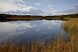 Images Dated 26th August 2009: Mount McKinley reflected in a pond, Denali National Park and Preserve, Alaska