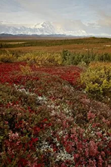 Images Dated 27th August 2009: Mount McKinley with tundra in fall color, Denali National Park and Preserve