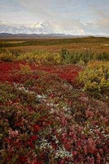 Images Dated 27th August 2009: Mount McKinley with tundra in fall color, Denali National Park and Preserve
