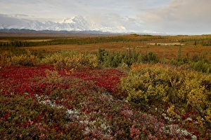 Images Dated 27th August 2009: Mount McKinley with tundra in fall color, Denali National Park and Preserve