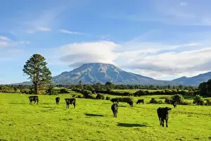 Large Group Of Animals Prints: Mount Taranaki, North Island, New Zealand, Pacific