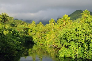 Rain Forest Prints: Mount Tefatua and tropical rainforest, Raiatea, French Polynesia, South Pacific Ocean