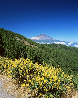 Descend Prints: Mount Teide and pine trees from Mirador Ortuno, Parque Nacional del Teide