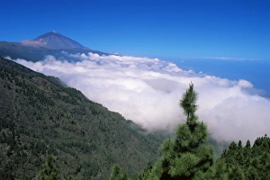 Enigma Prints: Mount Teide and pine trees, Teide National Park, Tenerife, Canary Islands