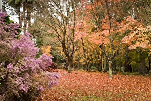 Images Dated 19th May 2009: Mount Wilson, Blue Mountains, New South Wales, Australia, Pacific