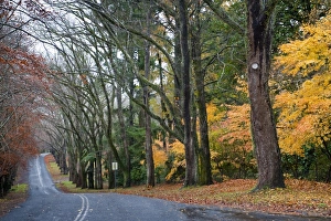 Images Dated 19th May 2009: Mount Wilson, Blue Mountains, New South Wales, Australia, Pacific