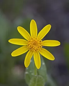 Mountain Arnica (Arnica montana), Shoshone National Forest, Wyoming, United States of America, North