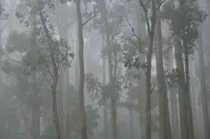 Dandenong Ranges Prints: Mountain Ash forest in fog, Dandenong Ranges National Park, Dandenong Ranges