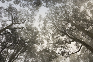 Mountain ash forest and morning fog, Mount Macedon, Victoria, Australia, Pacific