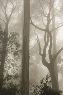 Enigma Prints: Mountain ash forest and morning fog, Mount Macedon, Victoria, Australia, Pacific