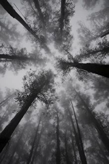 Mountain Ash trees, tallest flowering plants in the world, in fog, Dandenong Ranges