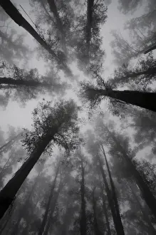 Victoria Prints: Mountain Ash trees, tallest flowering plants in the world, in fog, Dandenong Ranges