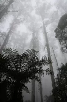 Images Dated 27th May 2008: Mountain ash trees, the tallest flowering plants in the world, and tree ferns in fog