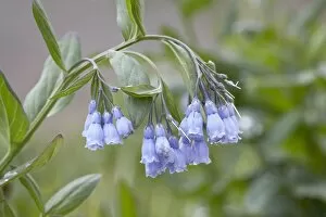 Images Dated 21st July 2007: Mountain bluebell (Mertensia ciliata), Yankee Boy Basin, Uncompahgre National Forest