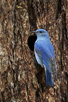 Bright Color Prints: Mountain bluebird (Sialia currucoides), male at nest cavity, Yellowstone National Park