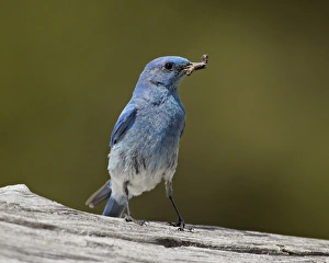 Blue Bird Prints: Mountain bluebird (Sialia currucoides) with a grub