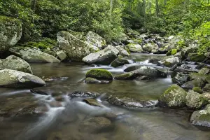 North Carolina Prints: Mountain creek flowing through dense forest woods near the Appalachian Trail