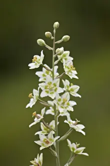Albert A Prints: Mountain death camas (elegant deathcamas) (showy deathcamas) (alkali grass) (Zigadenus elegans)