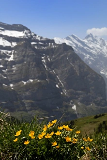 Kleine Scheidegg Prints: Mountain flowers
