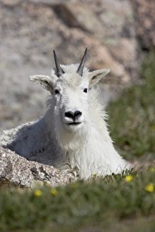Mountain goat (Oreamnos americanus), Mount Evans, Colorado, United States of America