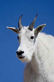 Mountain goat (Oreamnos americanus), Mount Evans, Colorado, United States of America