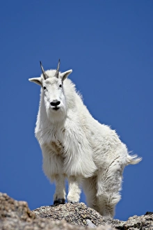 Horn Prints: Mountain Goat (Oreamnos americanus), Mount Evans, Colorado, United States of America