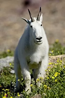 Images Dated 15th August 2008: Mountain goat (Oreamnos americanus), Glacier National Park, Montana, United States of America